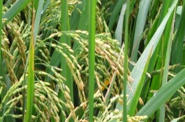 圣優(yōu)558水稻栽培技術(shù)要點，注意防治稻瘟病