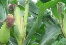 新玉815玉米栽培技術(shù)要點(diǎn)，中等肥力以上地塊栽培