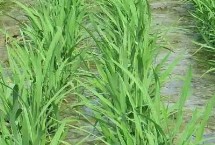 泰兩優(yōu)華湘占水稻栽培技術(shù)要點(diǎn)，屬兩系雜交稻新品種