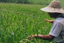 變異稗草用什么除草劑，可選異丙甲草胺、丁草胺、乙草胺等