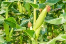 福源玉888玉米栽培技術(shù)要點(diǎn)，春播出苗至成熟127天