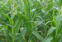田研5號(hào)玉米栽培技術(shù)要點(diǎn)，兩年區(qū)試平均生育期143天