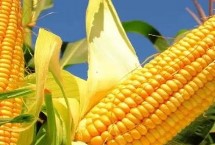 金耕101玉米栽培技術(shù)要點，春播期清明至谷雨節(jié)令播種