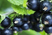 黑加侖的保存時間，黑加侖的顏色接近黑色、藍莓通常呈藍色
