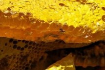 棗花蜜如何正確保存，一般為淺琥珀色或淺黃色