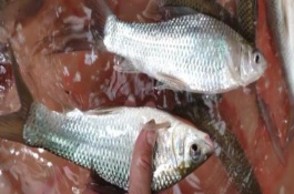 鯪魚的生活習(xí)性，是常見(jiàn)的中下層淡水魚類