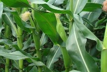 中冠708玉米栽培技術(shù)要點，適宜播期為6月10日～25日