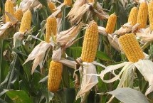 云玉1608玉米栽培技術(shù)要點，畝植密度3000株左右