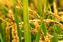 隆兩優(yōu)1377的產(chǎn)量表現(xiàn)，平均畝產(chǎn)482.02千克