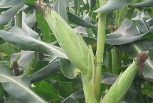 景玉787玉米栽培技術(shù)要點，適宜種植密度4500株/畝