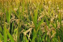上農粳219水稻栽培技術要點，每畝有效穗15.9萬
