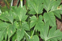 明日葉的形態(tài)特征，經(jīng)過燙種、浸泡、催芽后再播種