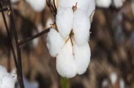 創(chuàng)075棉花栽培技術(shù)要點，轉(zhuǎn)抗蟲基因中熟雜交品種