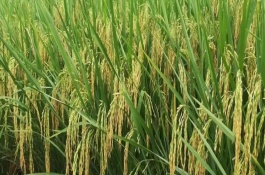 亞兩優(yōu)598水稻栽培技術要點，每畝有效穗數(shù)16.1萬穗
