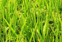 廣美軟占水稻栽培技術(shù)要點(diǎn)，注意防治白葉枯病