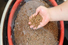 如何選擇有機蔬菜種植基地，用溫水浸泡后再放入容器中并覆蓋濕毛巾