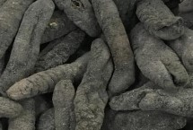 烏參的產(chǎn)地，我國主要分布在海南島