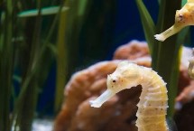動物有沒有無性繁殖，不同種類的繁殖方式各有差異