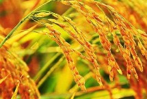 西大黃葉2號(hào)水稻栽培技術(shù)要點(diǎn)，全生育期131～177天