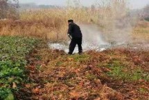 改良土壤用生石灰還是熟石灰，通常要1個星期以上