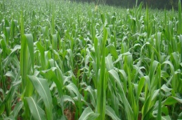 玉單2號(hào)玉米栽培技術(shù)要點(diǎn)，苗期注意防治灰飛虱
