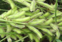 道秋39大豆栽培技術(shù)要點，6月20日前播種