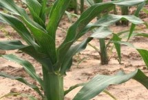 京科1202玉米栽培技術(shù)要點(diǎn)，中抗彎孢菌葉斑病5MR