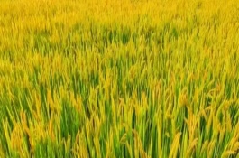 裕賡香1號水稻栽培技術(shù)要點，注意防治稻曲病和二化螟