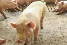 豬不吃食是什么病，需要及時(shí)給豬通便