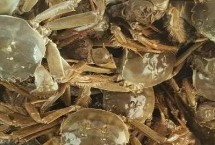 江蘇省金湖縣的特產(chǎn)，白馬湖大閘蟹遠銷四方