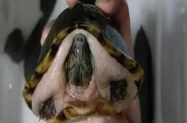 5厘米的剃刀龜能深水養(yǎng)嗎，器官受損或病變需進行藥物治療
