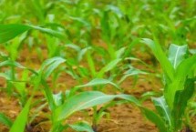 GK9988玉米栽培技術(shù)要點，中抗穗腐病