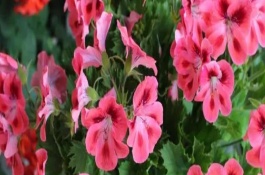天竺葵能不能四季開(kāi)花，表現(xiàn)為枝葉干枯、盆土干燥等