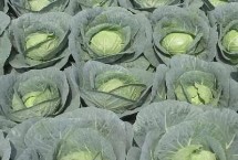 甘藍裂球的癥狀，品種或土壤水分不均衡等都會導致