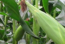 中科玉507玉米栽培技術(shù)要點(diǎn)，4月下旬至5月上旬播種