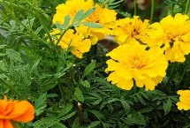 孔雀草冷棚栽培注意事項(xiàng)，可播種繁殖或扦插繁殖