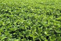 遼鮮豆23大豆栽培技術(shù)要點(diǎn)，遼寧省春播生育期109天