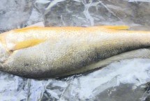 黃魚(yú)有活的嗎，黃花魚(yú)又叫做黃魚(yú)
