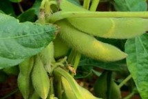 吉育513大豆栽培技術(shù)要點，4月末至5月初播種
