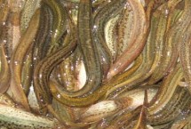 養(yǎng)殖泥鰍所需環(huán)境，需從水庫(kù)、江河、湖泊中獲取干凈的水源