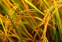 紅糯優(yōu)3號水稻栽培技術要點，屬中熟偏遲中秈糯品種