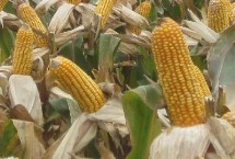中墾玉21玉米栽培技術要點，4月下旬至5月上旬播種