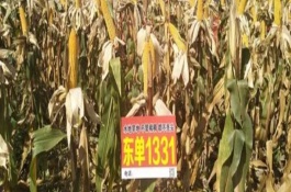 東單1331能不能抗銹病，適合在黑龍江、吉林、遼寧等地種植