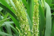 西紫優(yōu)3號(hào)水稻栽培技術(shù)要點(diǎn)，注意防治稻瘟病
