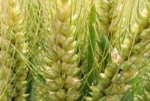 山農(nóng)67小麥栽培技術要點，適宜播期10月7日～15日
