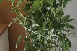 鵝掌木發(fā)黃如何解決，每隔5-10天給植株澆水一次