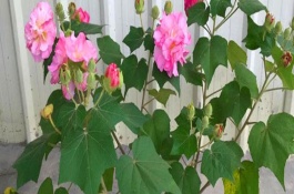 芙蓉花只剩根部還能活么，只要養(yǎng)護得當便能活