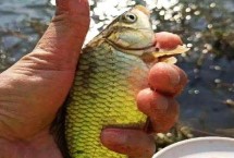 釣鯽魚離底多少合適，首選葷餌