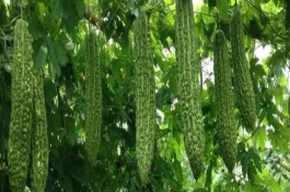 種植苦瓜的方法，北方地區(qū)3-4月份可在棚內(nèi)育苗、長江流域在3月份播種