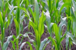 川單455玉米栽培技術(shù)要點(diǎn)，全生育期120天